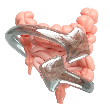 Intestine Health  3D Icon