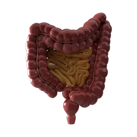 Intestines  3D Icon