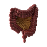 3d intestines illustration