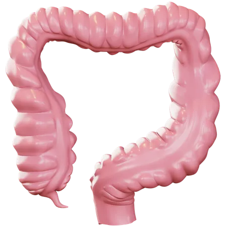 Intestino  3D Icon