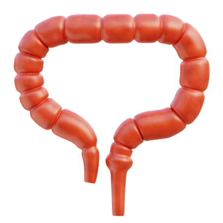 Intestino crasso  3D Icon