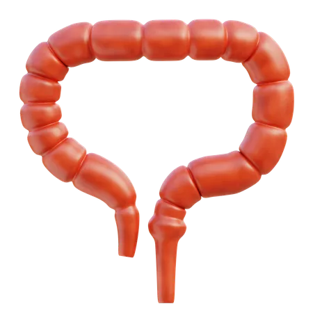 Intestino crasso  3D Icon