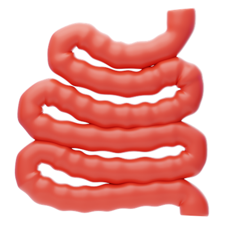 Intestino delgado  3D Icon