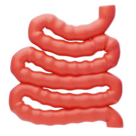 Intestino delgado  3D Icon