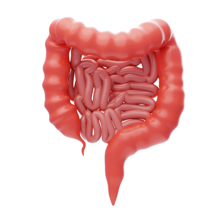 Intestino delgado  3D Icon