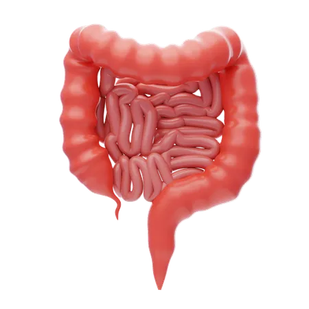 Intestino delgado  3D Icon