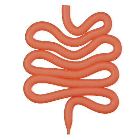 Intestino delgado  3D Icon