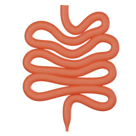 Intestino delgado  3D Icon