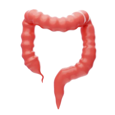 Intestino grosso  3D Icon