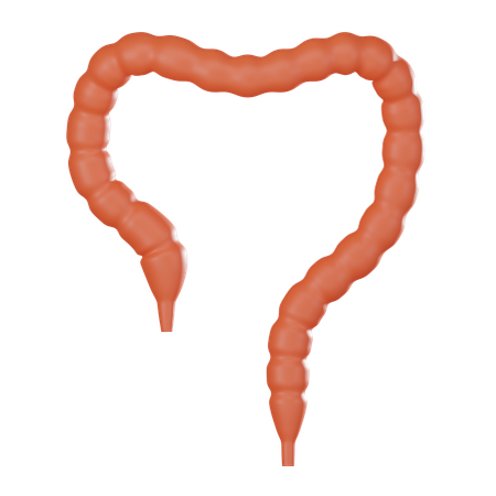 Intestino grosso  3D Icon