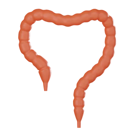 Intestino grosso  3D Icon