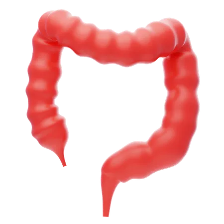 Intestino grueso  3D Icon