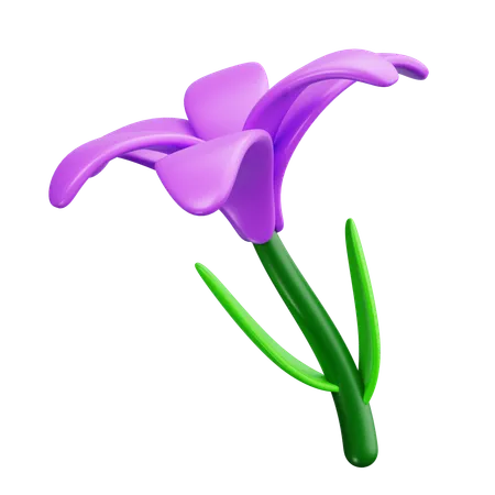 Iris  3D Icon