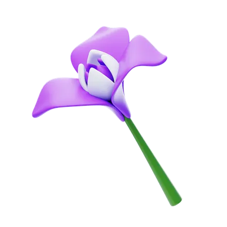 Iris  3D Icon