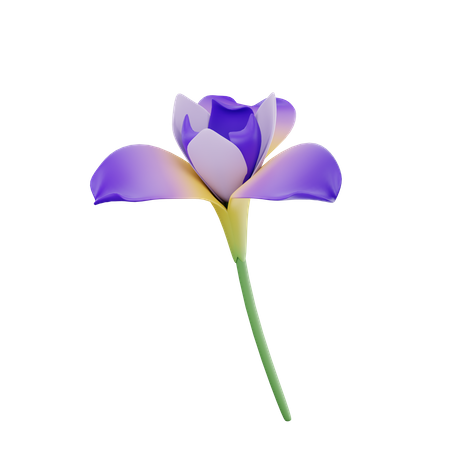 Iris  3D Icon