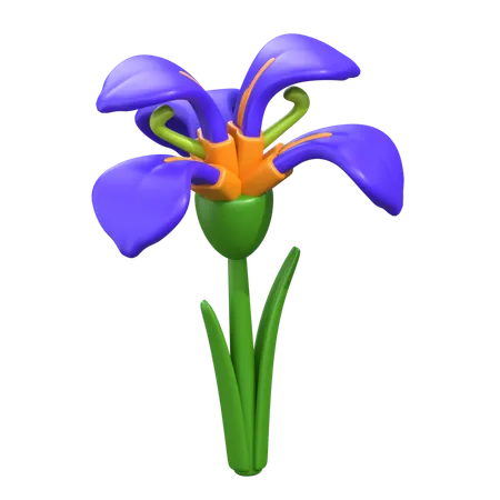 Iris  3D Icon