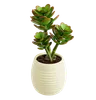 Jade Plant