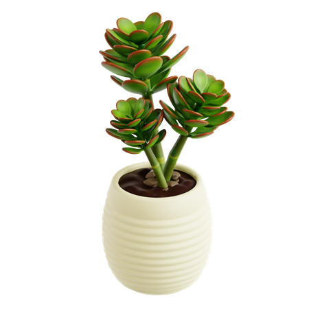 Jade Plant  3D Icon