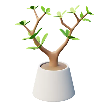 Jade Plant  3D Icon