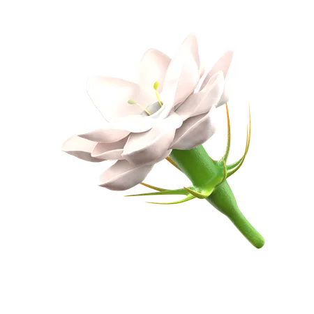 Jasmine Flower  3D Icon