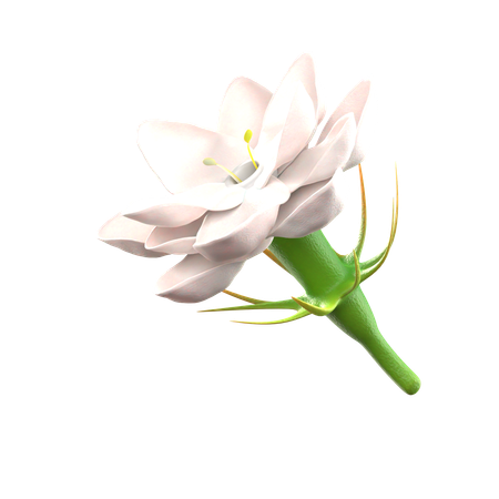 Jasmine Flower  3D Icon