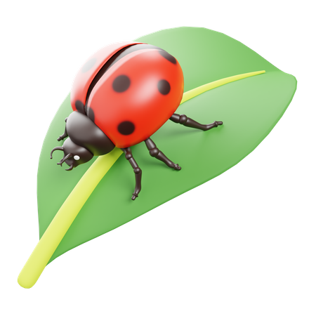 Joaninha  3D Icon
