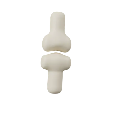 Joint Bone  3D Icon