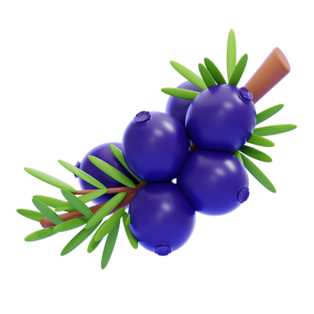 Juniper  3D Icon