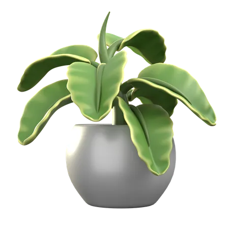 Kalanchoé  3D Icon