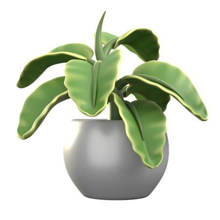 Kalanchoe  3D Icon