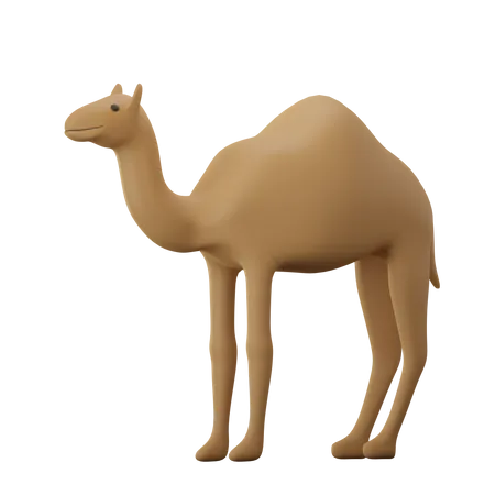 Kamel  3D Icon