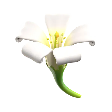 Kemuning Flower  3D Icon