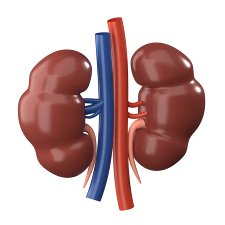 Kidney 3 D Human Organ Icon 3D Icon