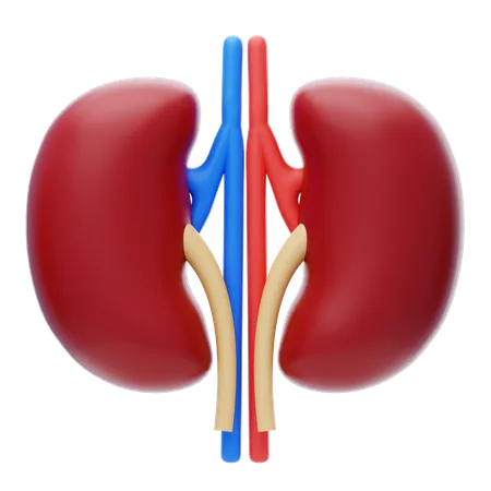 Kidney 3 D Icon Human Kidney Internal Organ 3 D Illustration 3D Icon