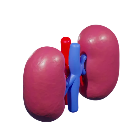 Kidney Medical 3 D Icon 3D Icon