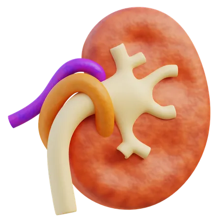 A 3 D Rendered Model Of The Human Kidney With The Adrenal Gland Showcasing The Organs Detailed Anatomy 3D Icon