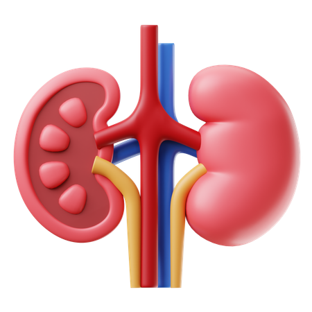 Kidney  3D Icon