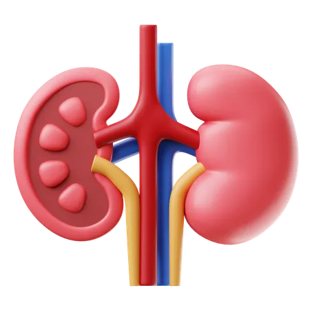 Kidney 3 D Illustration 3D Icon