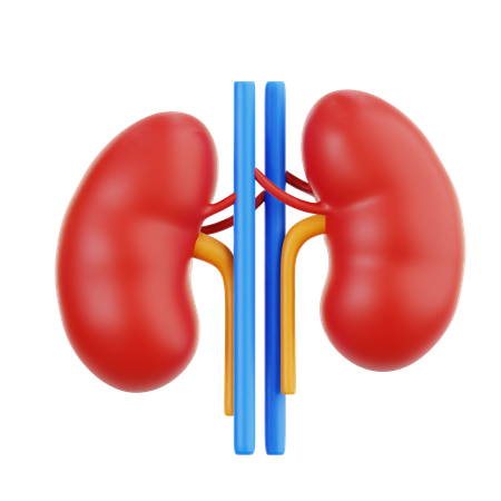 Kidney  3D Icon