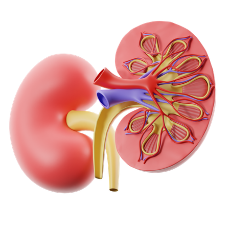 Kidney  3D Icon