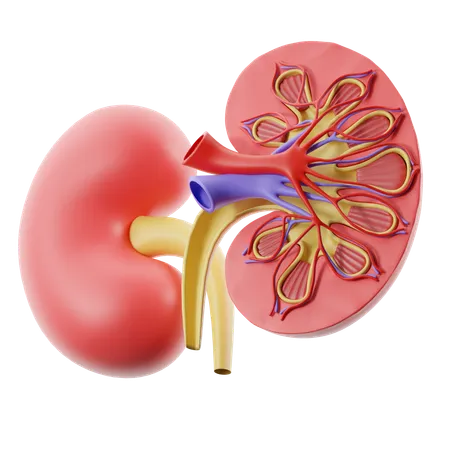 Kidney  3D Icon