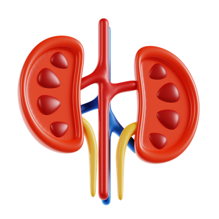 Kidney  3D Icon