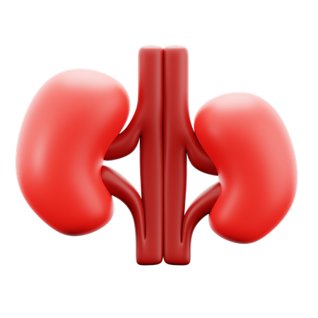 Kidney  3D Icon