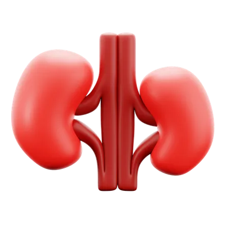 Kidney  3D Icon