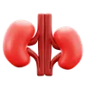 Kidney