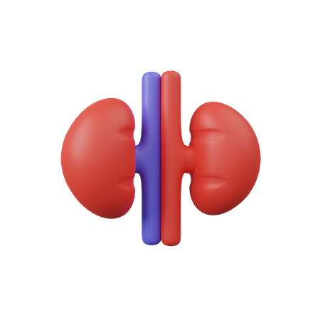 Kidney  3D Icon