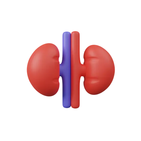 Kidney  3D Icon