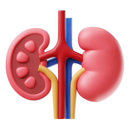 Kidney  3D Icon