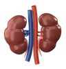 Kidney