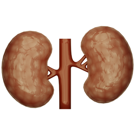 Kidney  3D Icon